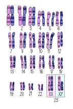 cromosomas-sexo-genero (1)